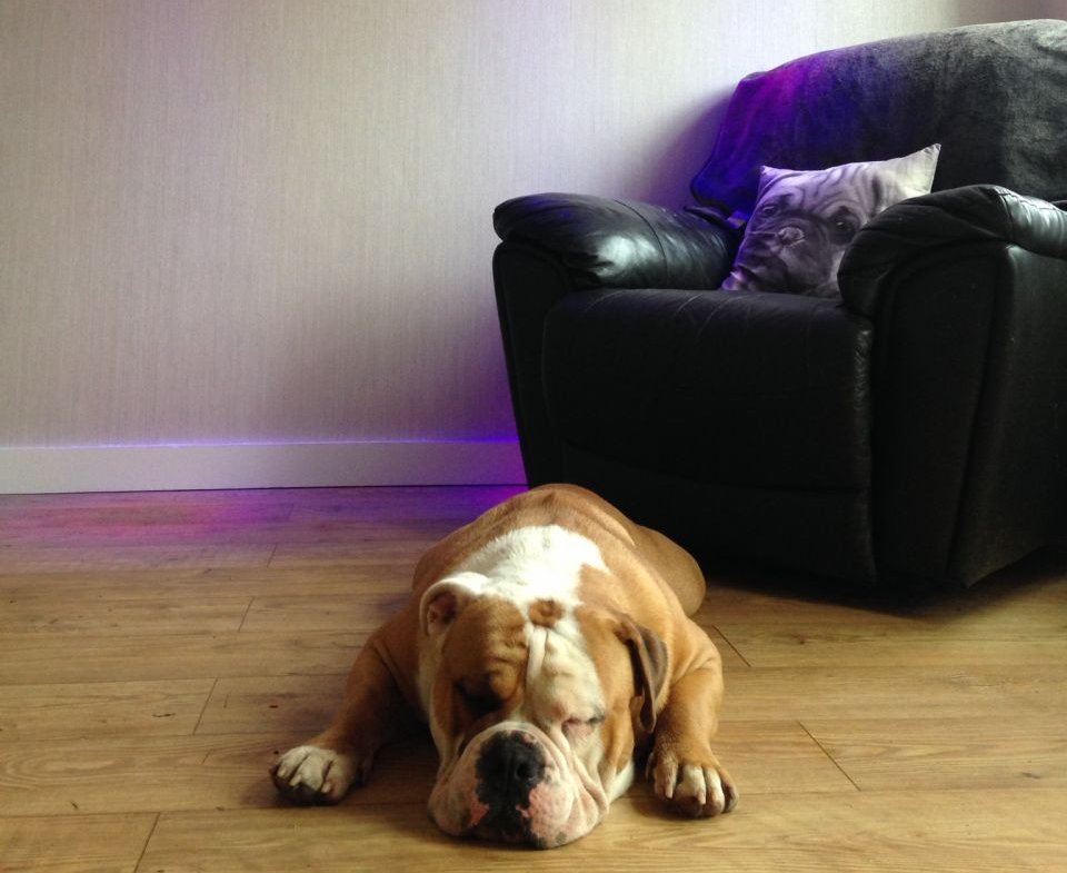 UKPetscom's tweet photo. Unproven Olde English Bulldog For Stud #Dogs #OldTymeBulldog #ForStud #DogsForStud #pets #ukpets  https://t.co/nbgiQbkkeK https://t.co/QB6lHELnDr
