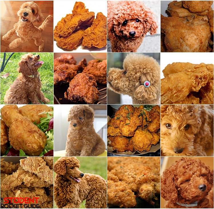 Let's play a game: puppies or chicken? 🍗🍗🍗
