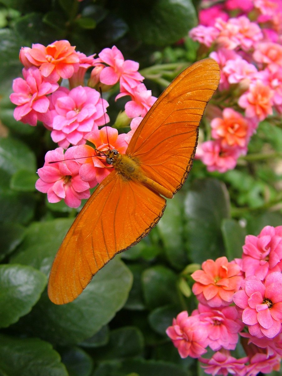 Animal Sanctuary @Butterfly World tweet media