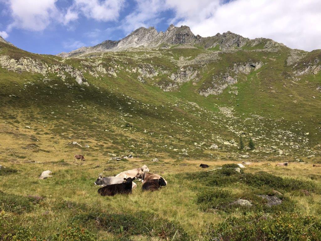 A_L_resort's tweet photo. Unsere Wandergruppe unterwegs in Kasern zur Tauernalm!
#tauernalm #Kasern #casere #Prettau #predoi #alpenschloessl_linderhof #wanderhotel https://t.co/vtsFqcOdqu