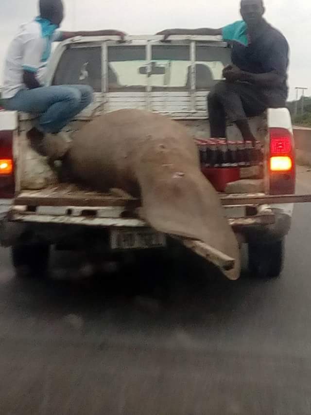 yawazobiafm's tweet photo. Photos: Another Gigantic Fish Caught In Portharcourt https://t.co/lV2QT3Fbmt https://t.co/PSRUpiATQl