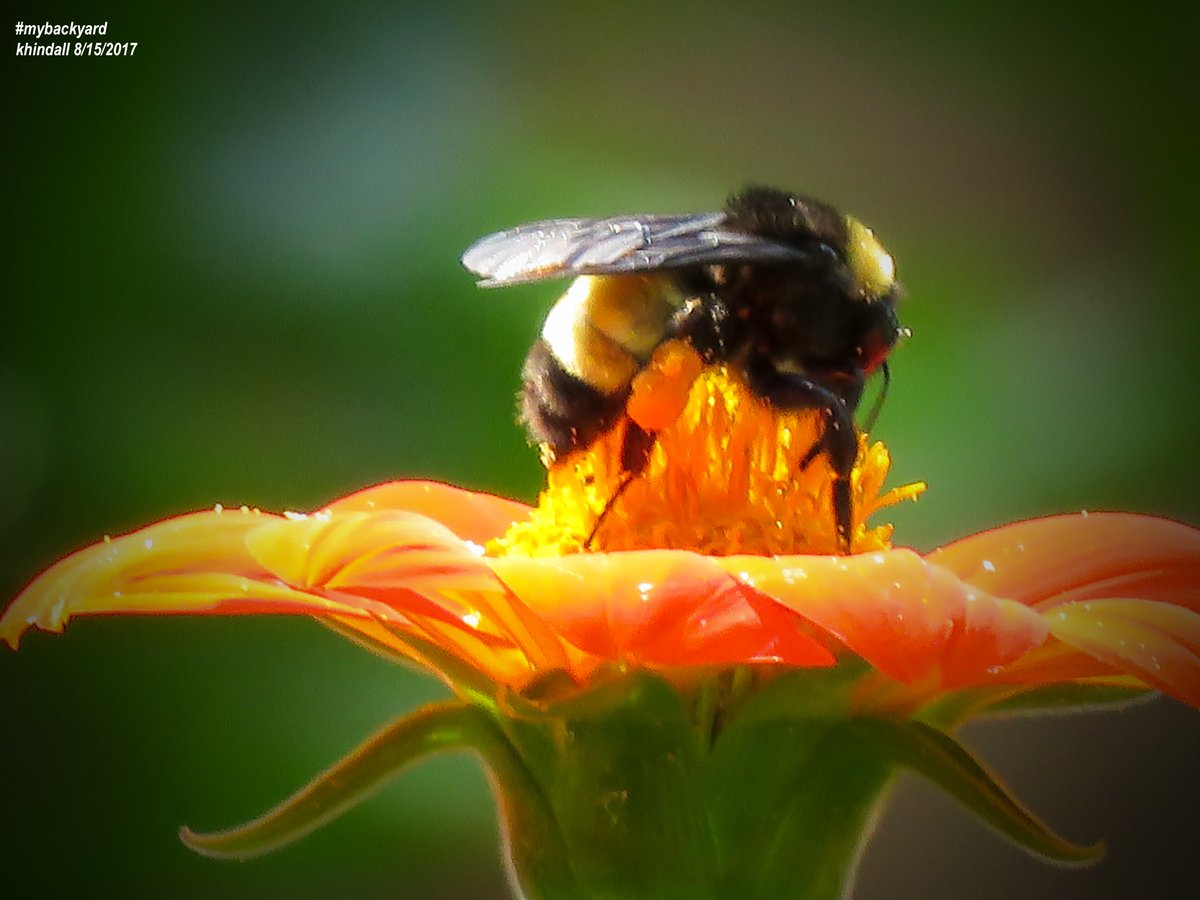 HindallK's tweet photo. A busy bumblebee truly getting into its work.  #Pollination #pheneology #nature

More (❝MyBackyard❞) photos at: 👉https://t.co/BZgKMUEJdr https://t.co/SHPoyxImlJ