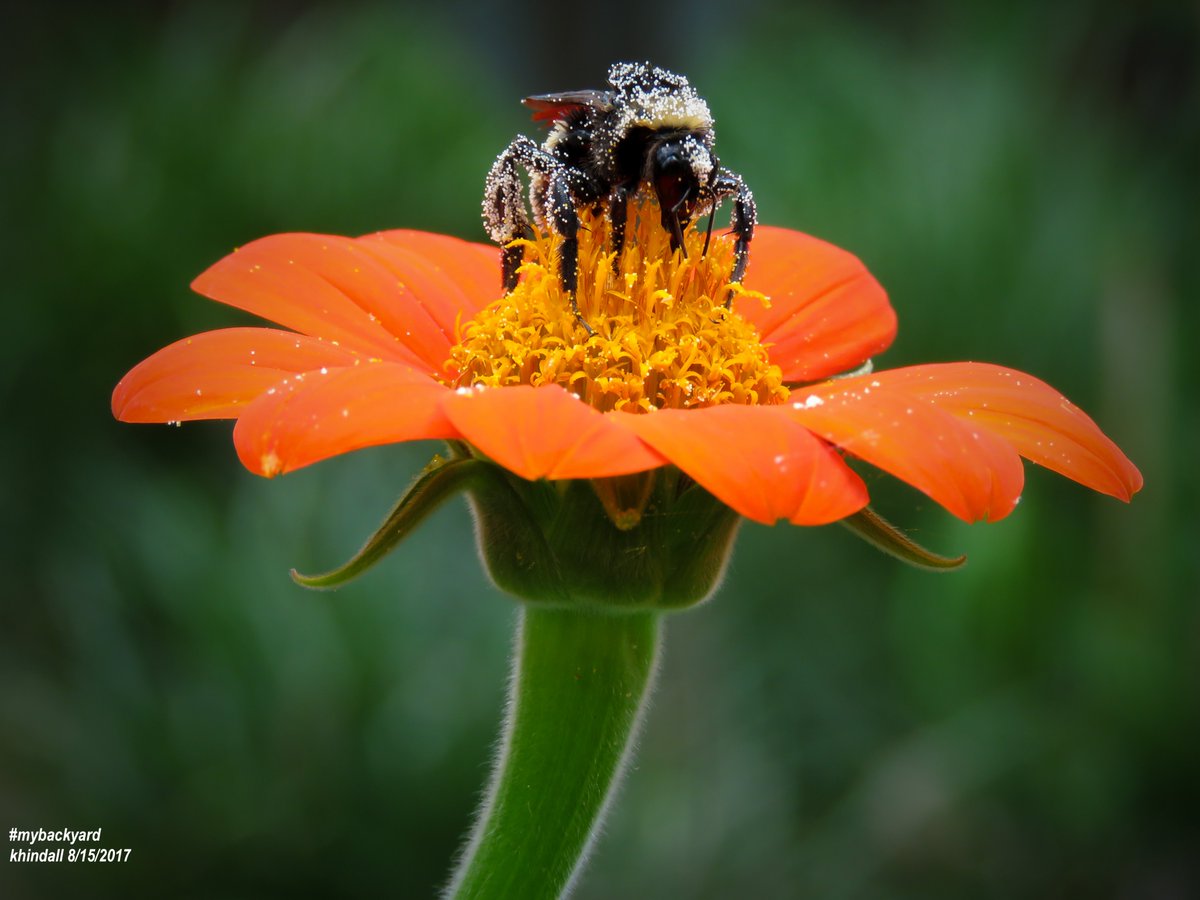 HindallK's tweet photo. A busy bumblebee truly getting into its work.  #Pollination #pheneology #nature

More (❝MyBackyard❞) photos at: 👉https://t.co/BZgKMUEJdr https://t.co/SHPoyxImlJ