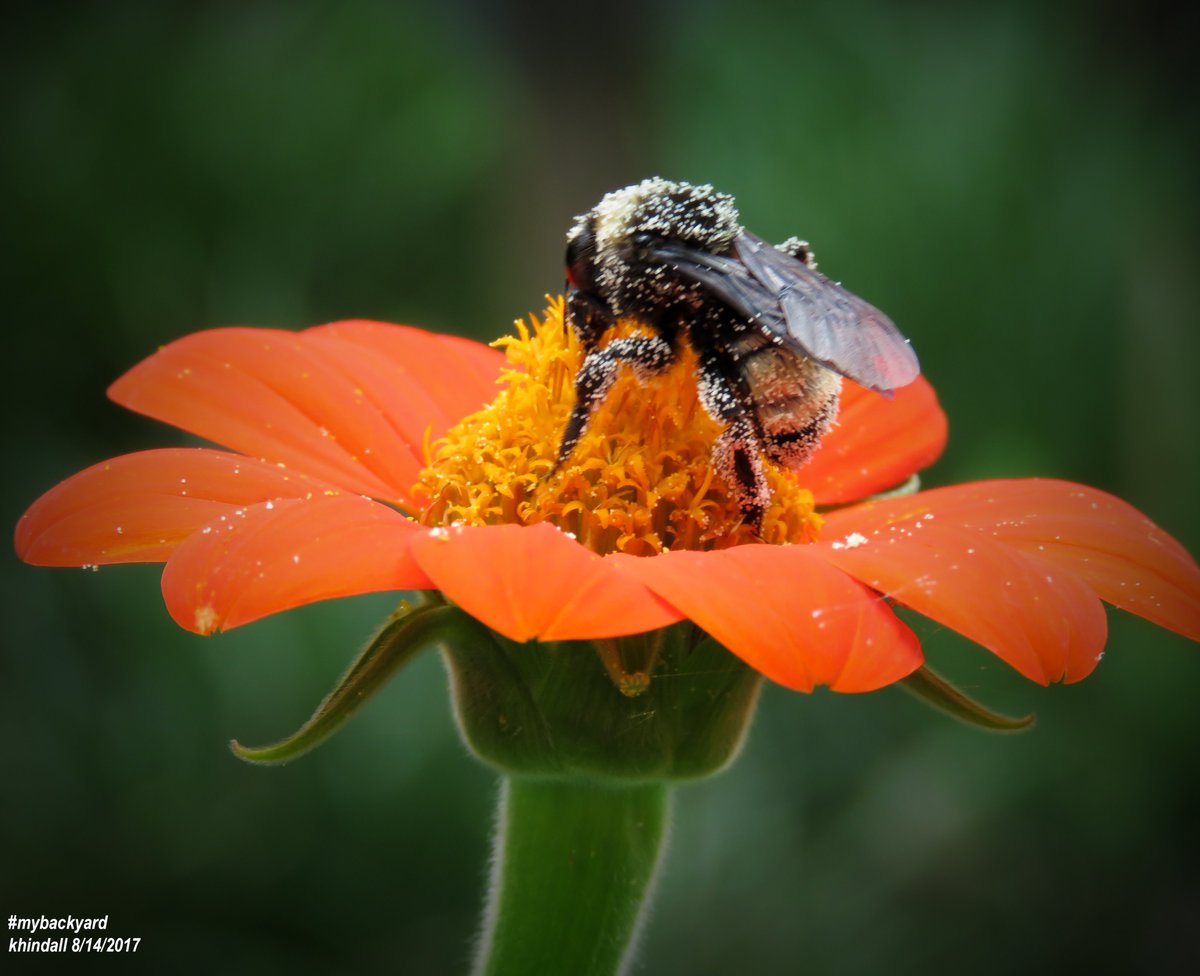 HindallK's tweet photo. A busy bumblebee truly getting into its work.  #Pollination #pheneology #nature

More (❝MyBackyard❞) photos at: 👉https://t.co/BZgKMUEJdr https://t.co/SHPoyxImlJ