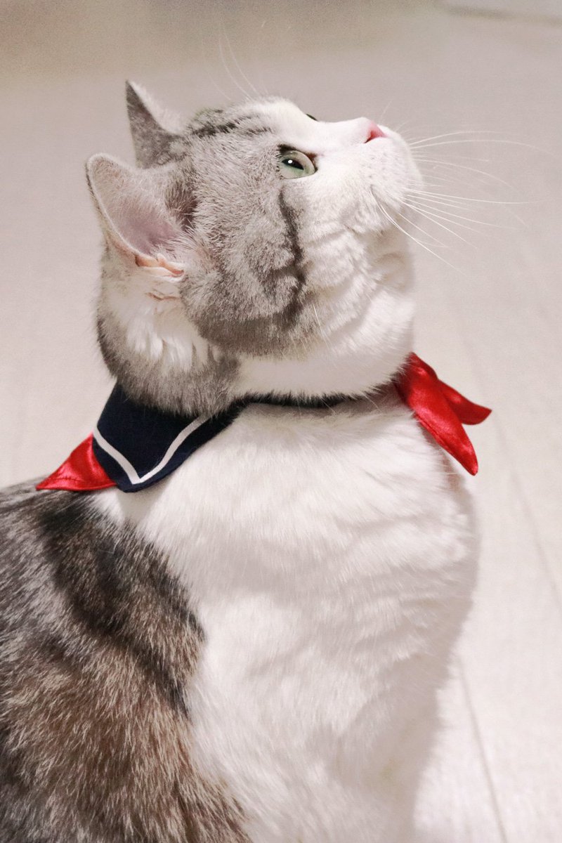 セーラー服みたいな首輪をつける猫さんを見て 女子高生 オス 男の娘だと と盛り上がる Togetter セーラー服みたいな首輪をつける猫さんを見て 女子高生 オス 男の娘だと と盛り上がる Togetter