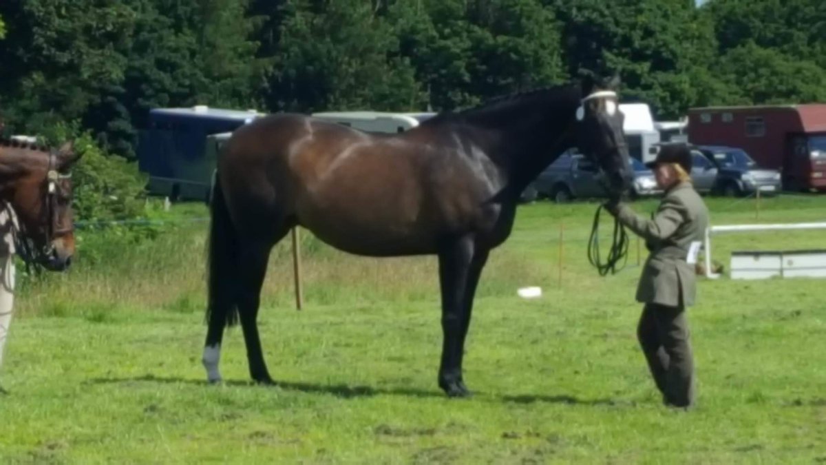 Some our Scottish qualifying competitors #veteranhorses #veteranhorsesociety