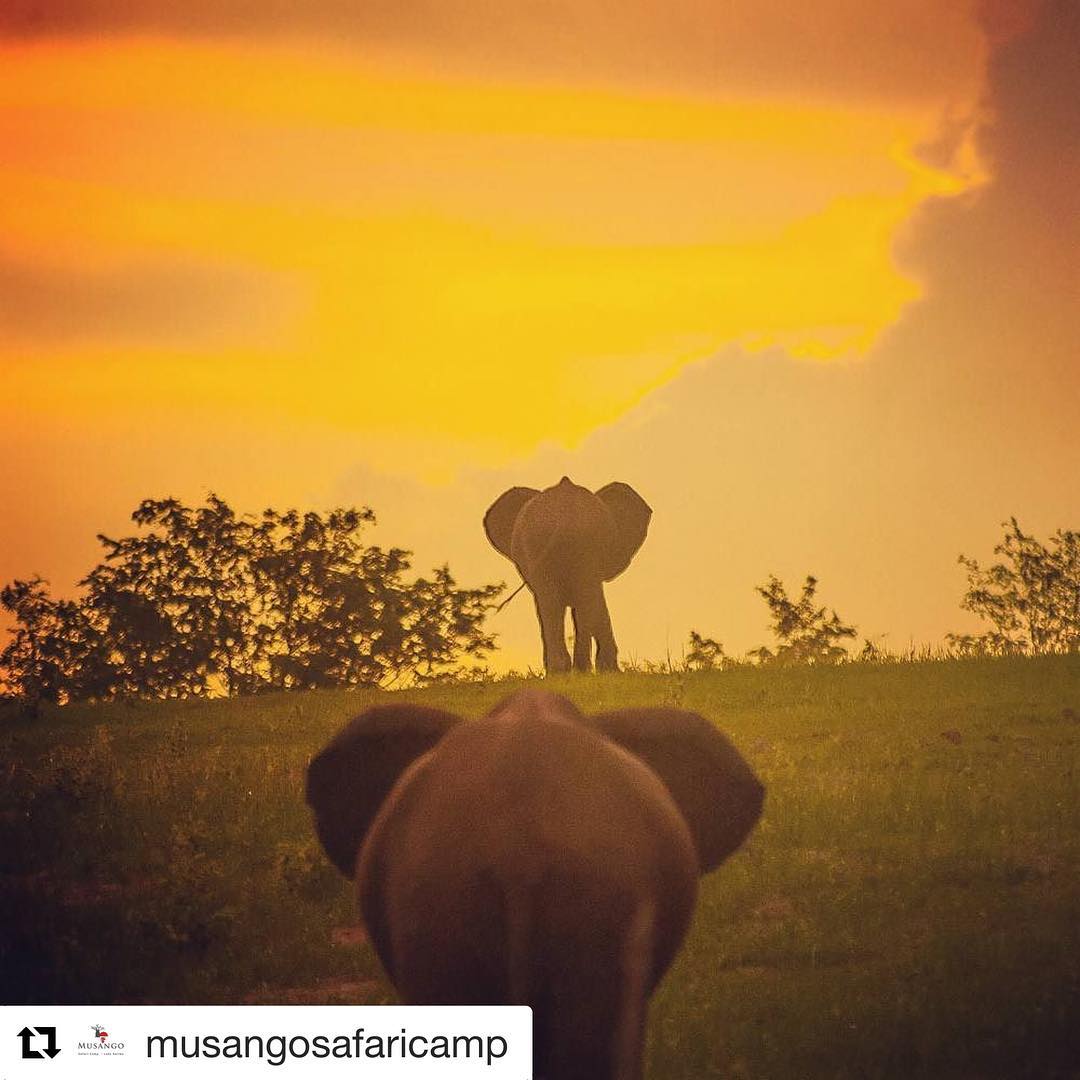 Strolling into the weekend like.....

via @musangosafaricamp on #instagram 

bit.ly/2fQJq7l