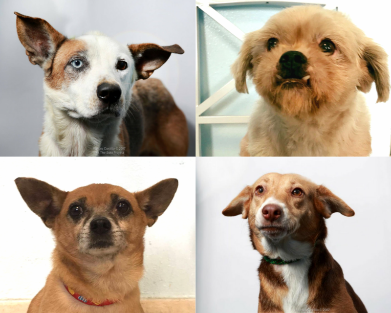 TheSatoProject's tweet photo. A few of the faces of #MissionPossible8: Blue, Paulette, Edgar &amp; Canela. They all deserve a 2nd chance at life. https://t.co/ClECCWJy7W https://t.co/gPdyMGvC7P