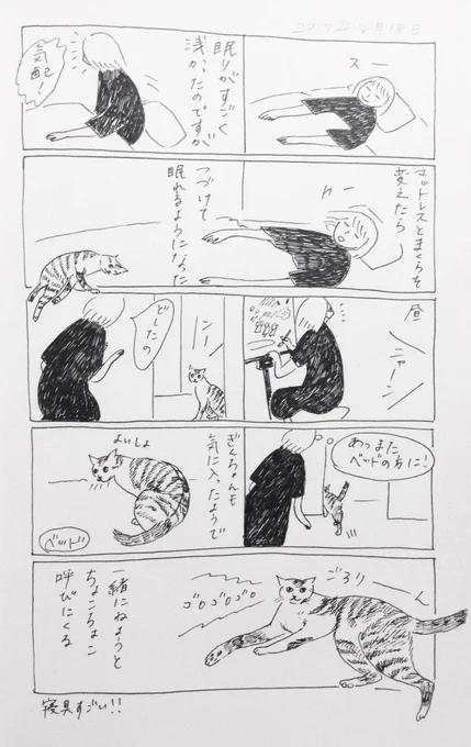 2017/8/18のぎんちゃん  #今日のぎんちゃん 