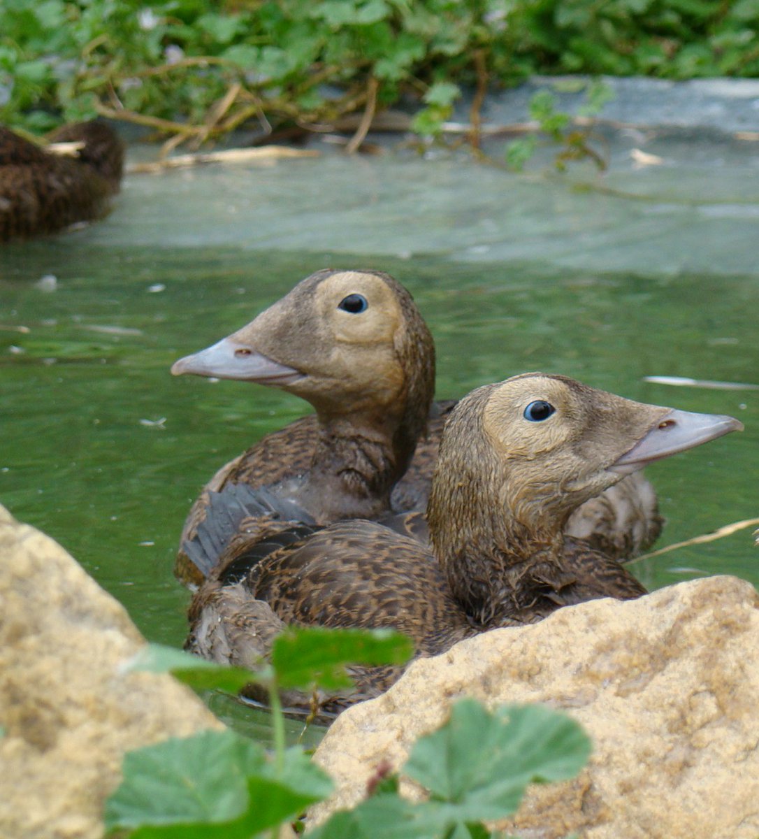 Ripley_ducks's tweet photo. Did you know Spectacled Eiders have blue eyes?! #FunFactFriday #spectacledeiders #ducksoftwitter #lrwc #thoseblueeyes #waterfowl https://t.co/us1B5qwfgr