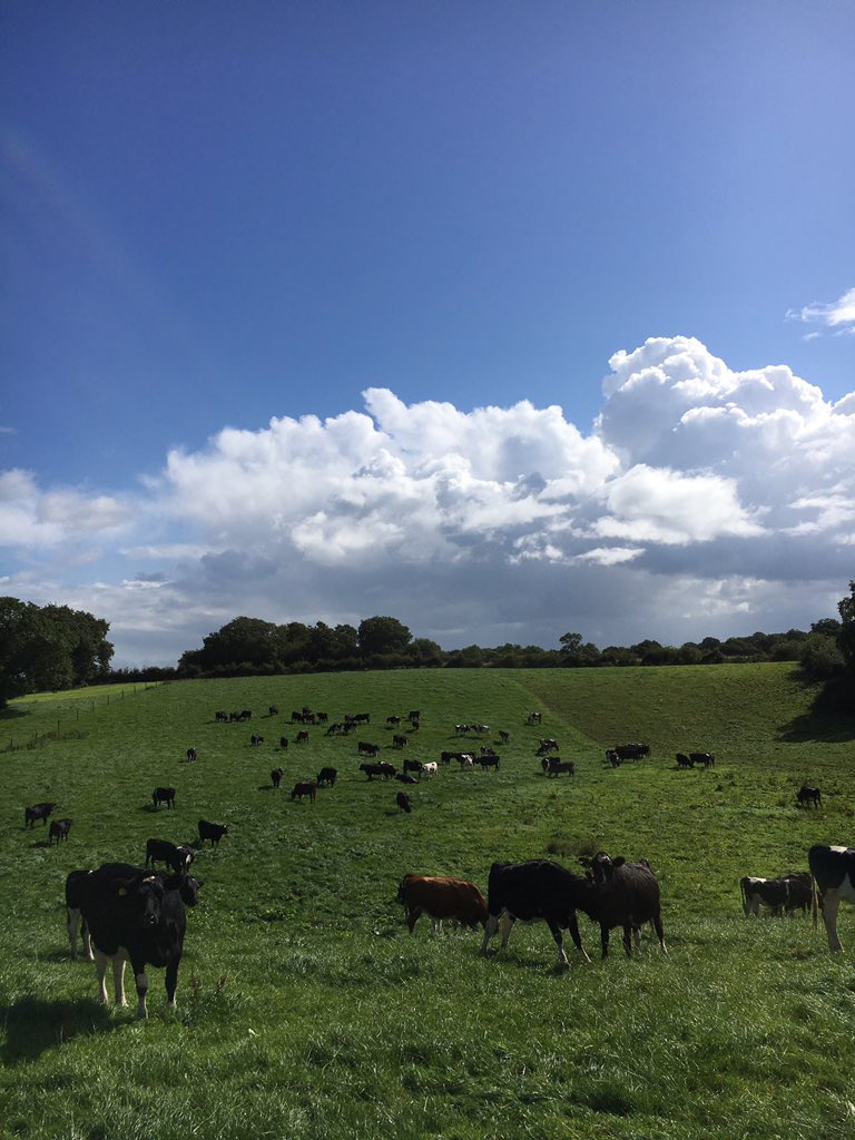 Heifers looking smart 👍🏽