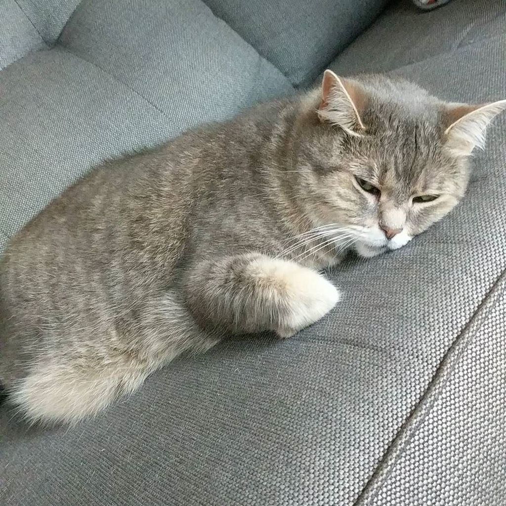 steadyriot's tweet photo. Mood. .
.
.
.
.
#sophiesourpuss #catsofinstagram #grumpycatsofinstagram https://t.co/PaLjPZ4VKb https://t.co/A9c8MezpaF
