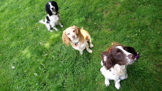 Guess what? Ive decided that Carley is staying. Im now mum to 3 spaniels 🎊🎊 https://t.co/5VLyrGd3tn<a href="/tag/mvsales"class="tags"><span>#mvsales</span></a>