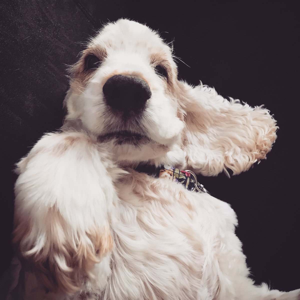 woof_trails's tweet photo. Beautiful Girl 💗 #cockerspaniel #cockerworld #cocker #dogwalker #petsitter #petphotographer #dogphotography #ribblevalley #lancashire #cute https://t.co/XcCxEXTm1m
