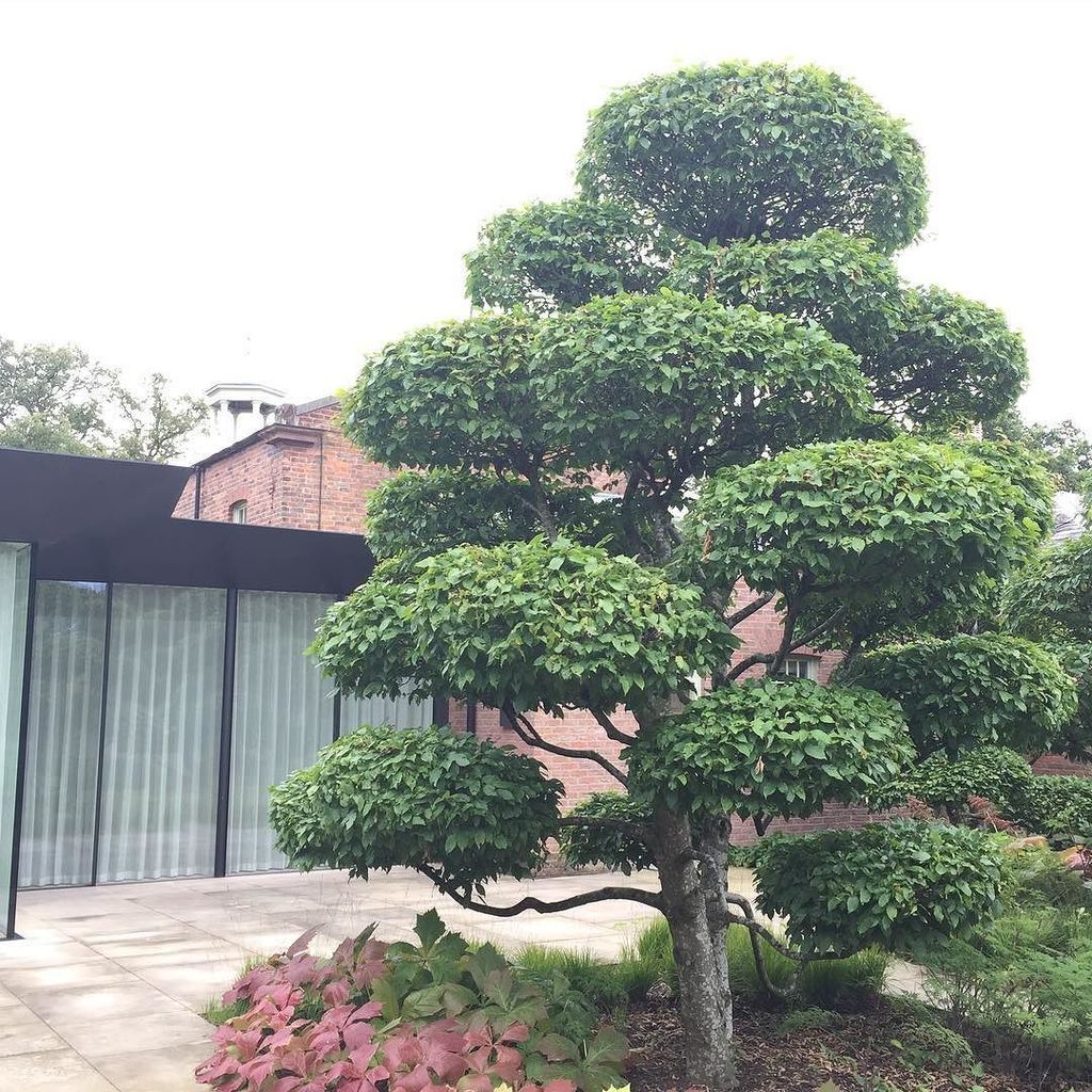 e_gardener's tweet photo. Close up on #cloudpruned #hornbeam ๐ https://t.co/zhfvr4P7E1 https://t.co/QWmHUmUFlB