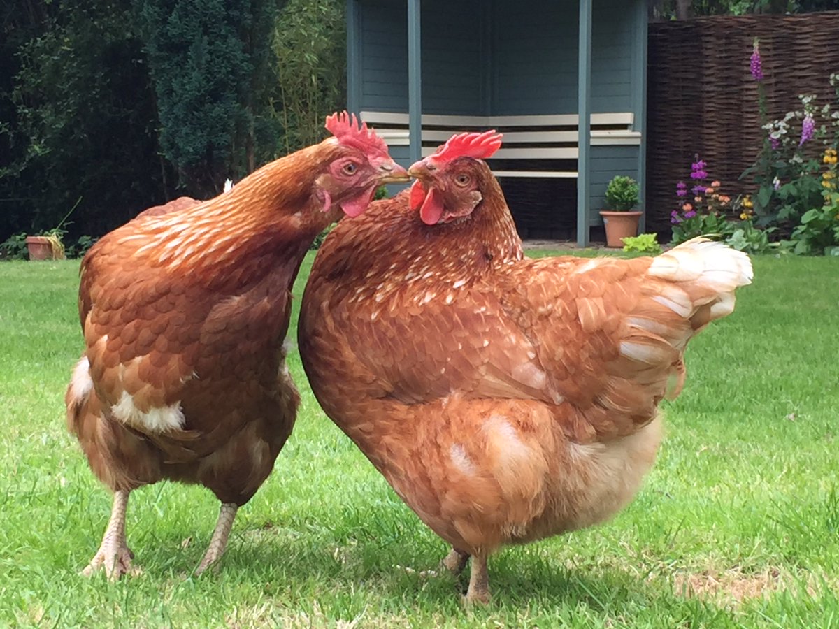BHWTOfficial's tweet photo. Thousands of hens will be on their way to new homes this weekend! Who's adopting some? https://t.co/AFGY49oket