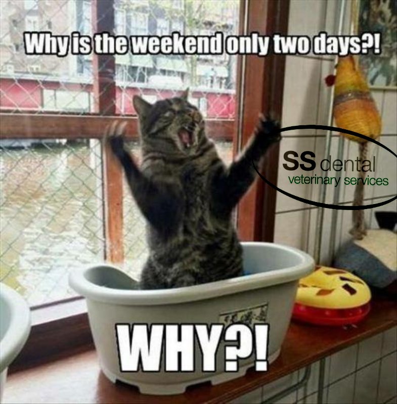 SSDpracticeSprt's tweet image. Our vet department wishes you a great weekend! We do vet equipment too! ssdgroup.co.uk/Veterinary/ #SSDQuality #DentalEquipment SSD Marketing