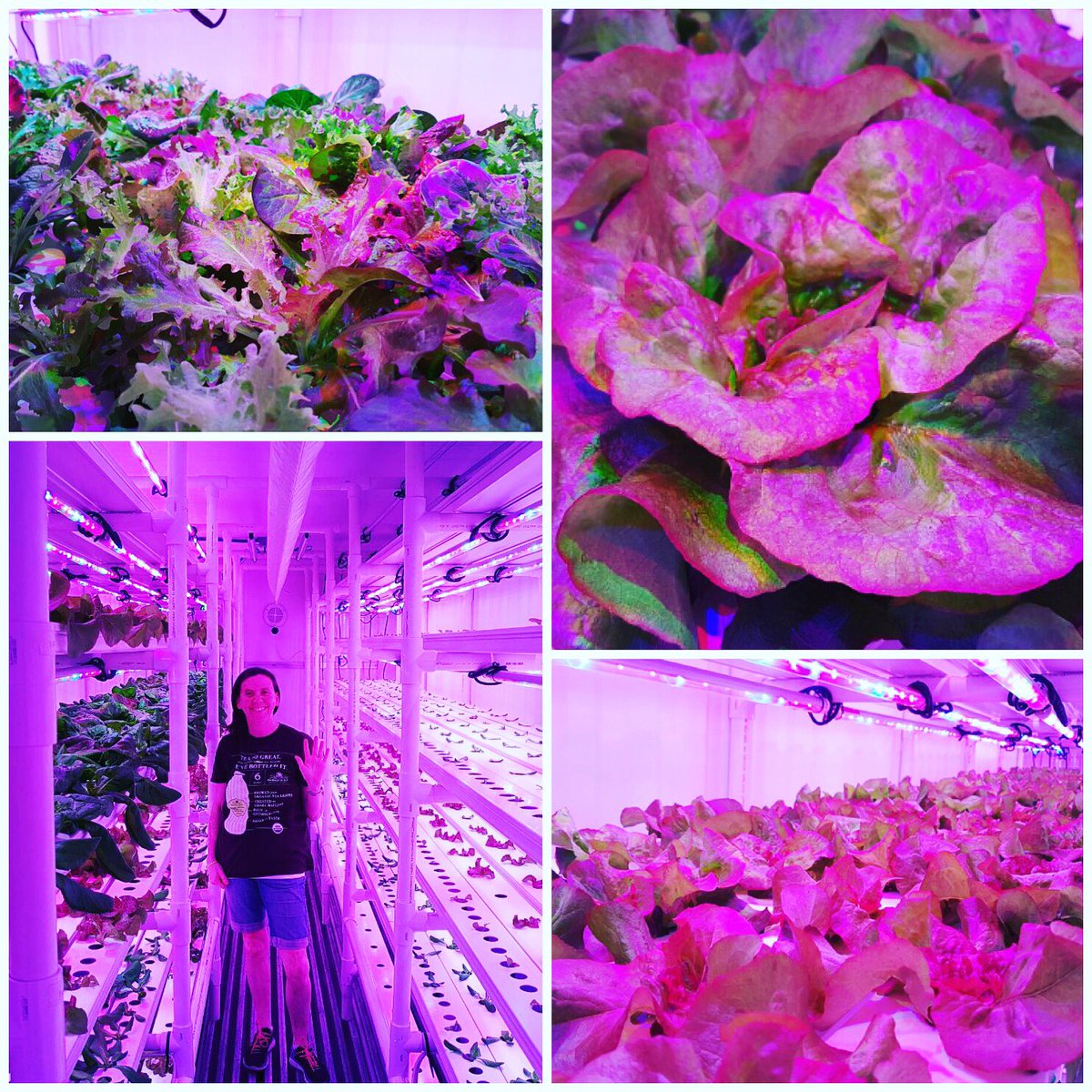 Cropbox1's tweet photo. Beautiful leafy greens grown in the Cropbox at 297 Farms in Aruba. #growyourown #verticalfarming #urbanfarming #hydroponics https://t.co/Dq2HMawD8z