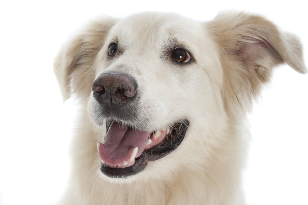 PhotoStudioLife's tweet photo. Don't leave your #pet out of the limelight! We love pets at life! 02084668580 #dog #cat #photography #beckbromfl #Bromley #SouthEastLondon https://t.co/lSRi2Kln14