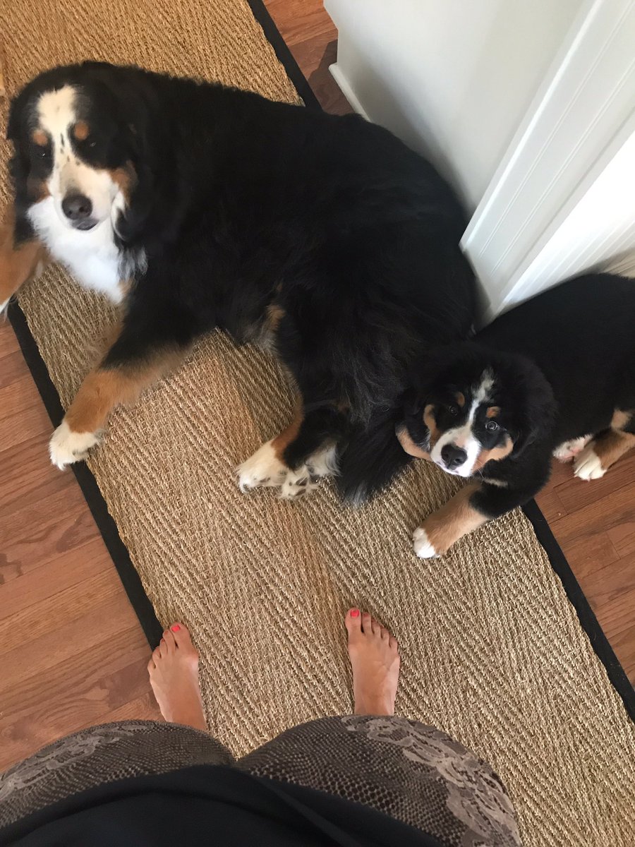 marysrobbins's tweet photo. @dog_rates will you rate two for the price of one?! https://t.co/fP4M5SoJOp cc @AbbyDavis1019 https://t.co/yCnXtpKR2Q