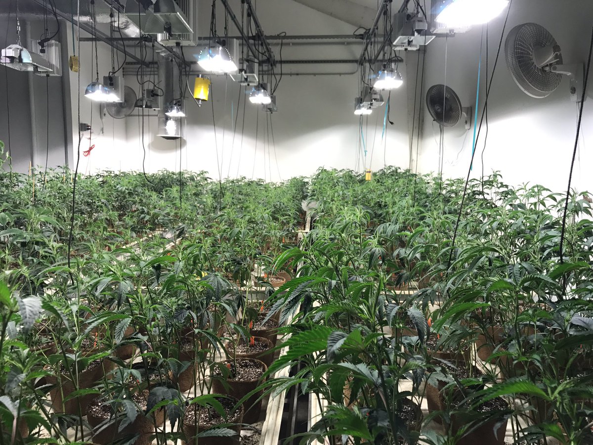 Butterbrand's tweet photo. Forest thru the Trees....Loving this Veg room.... #ButterOG https://t.co/qM7mEwPSY8