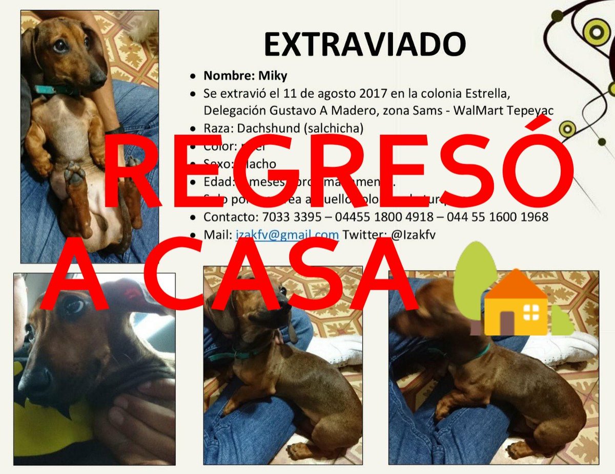 Izakfv's tweet photo. MUCHAS GRACIAS POR SU APOYO, BUENOS DESEOS Y RT'S, MIKY REGRESÓ A CASA 🏡 🐕 https://t.co/9GChUzwv5K