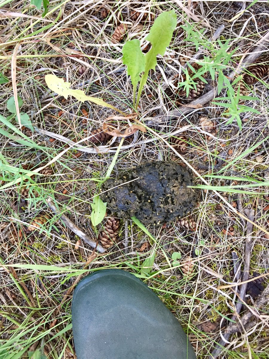 bushcamp2's tweet image. Looks like a black bear came through camp while we were gone.  Nothing but berry seeds