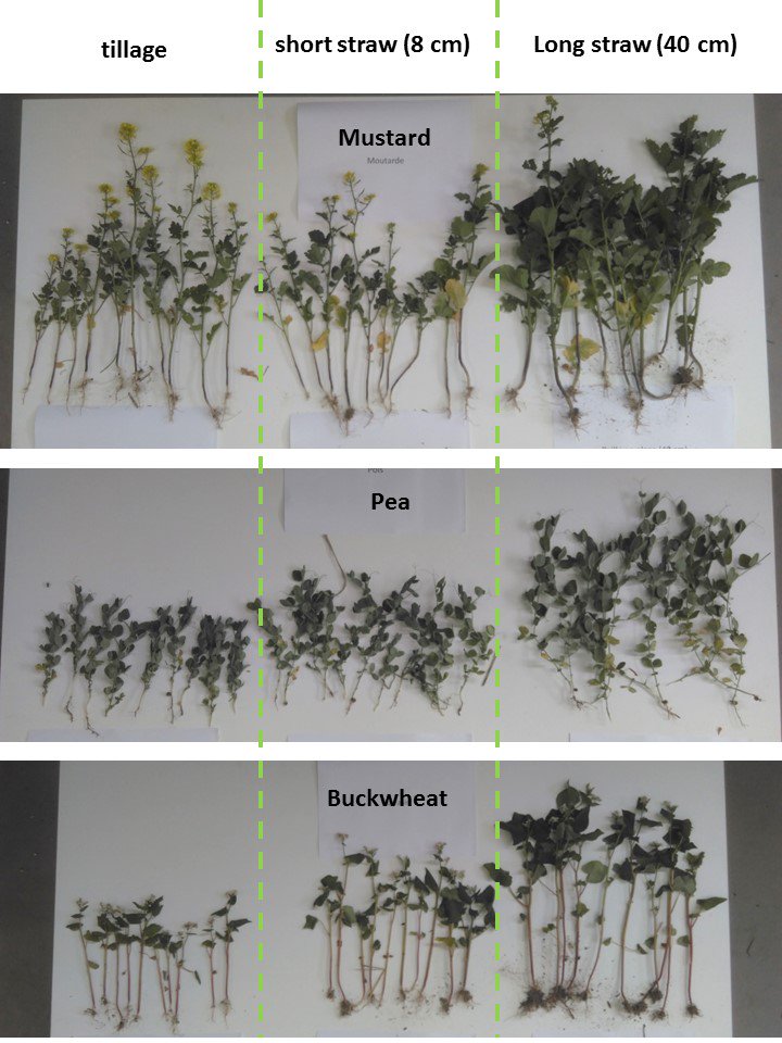 Test at home :  height of straw and development of cover crops. Very impressive this year. Final results in september.