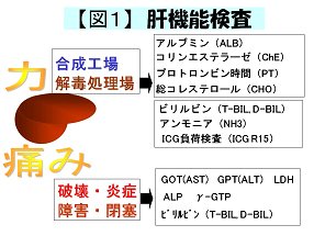 pepeko2's tweet photo. プロトロンビンの減少はアルブミンよりも早く起こるので、急性肝炎時の重症度の判定にも有効とされます。 https://t.co/VDC2WfptBG