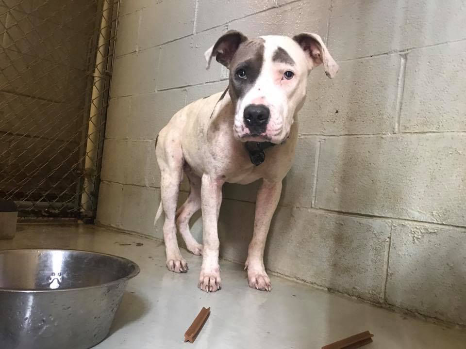 ThisIsRobThomas's tweet photo. Please share and if you're in the Dallas area please consider fostering or adopting this... https://t.co/fU1g6XpLya https://t.co/AqYEMzEIxr