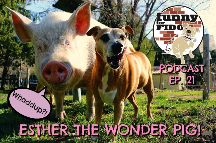 FunnyForFido's tweet photo. Ep. 21 @IamJustinSilver interviews @EstherThePig &amp; her owner Steve. GET IT-  ITunes- https://t.co/AlBQIJxSTr OR HERE https://t.co/mSqAPfQ6W5 https://t.co/NBFnmd2cIH