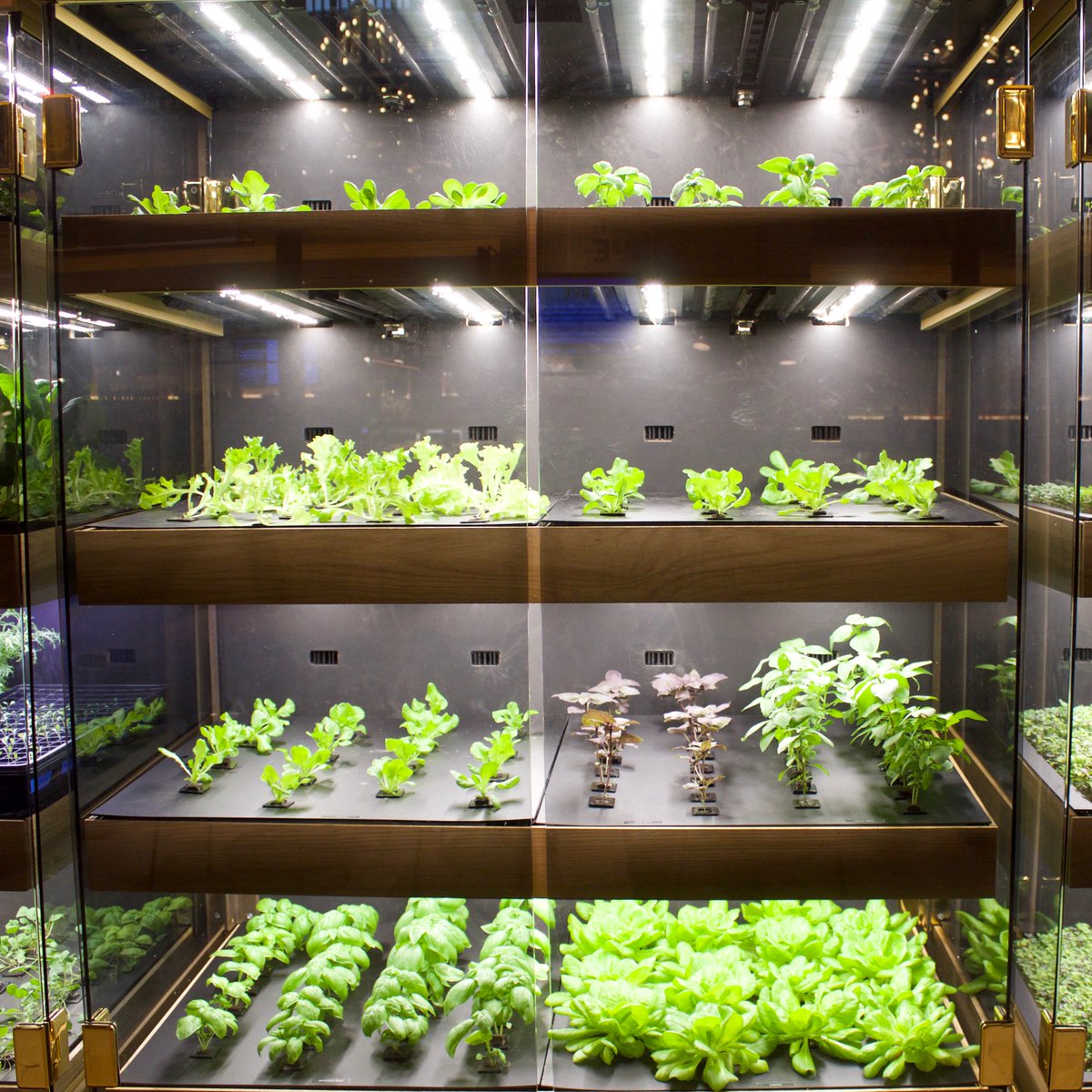 ADO's tweet photo. "Distributed farming, at scale, in cities." @farmshelf @ Great Northern Food Hall. Read more on The A/D/O Journal https://t.co/Ew5L8oSueI https://t.co/bPn7PDzq6P