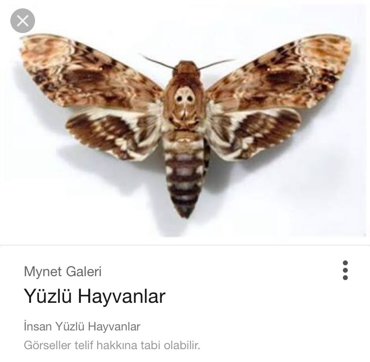 Yanlışın var google kardeş yüzsüz hayvanlar olucak