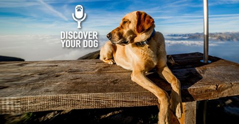 FamDogFusion's tweet photo. #FlashbackFriday
The very first Discover Your #Dog #Podcast where we discussed reasons for training your dog!

https://t.co/SgUEotyKkc https://t.co/x5kHC4vHJC
