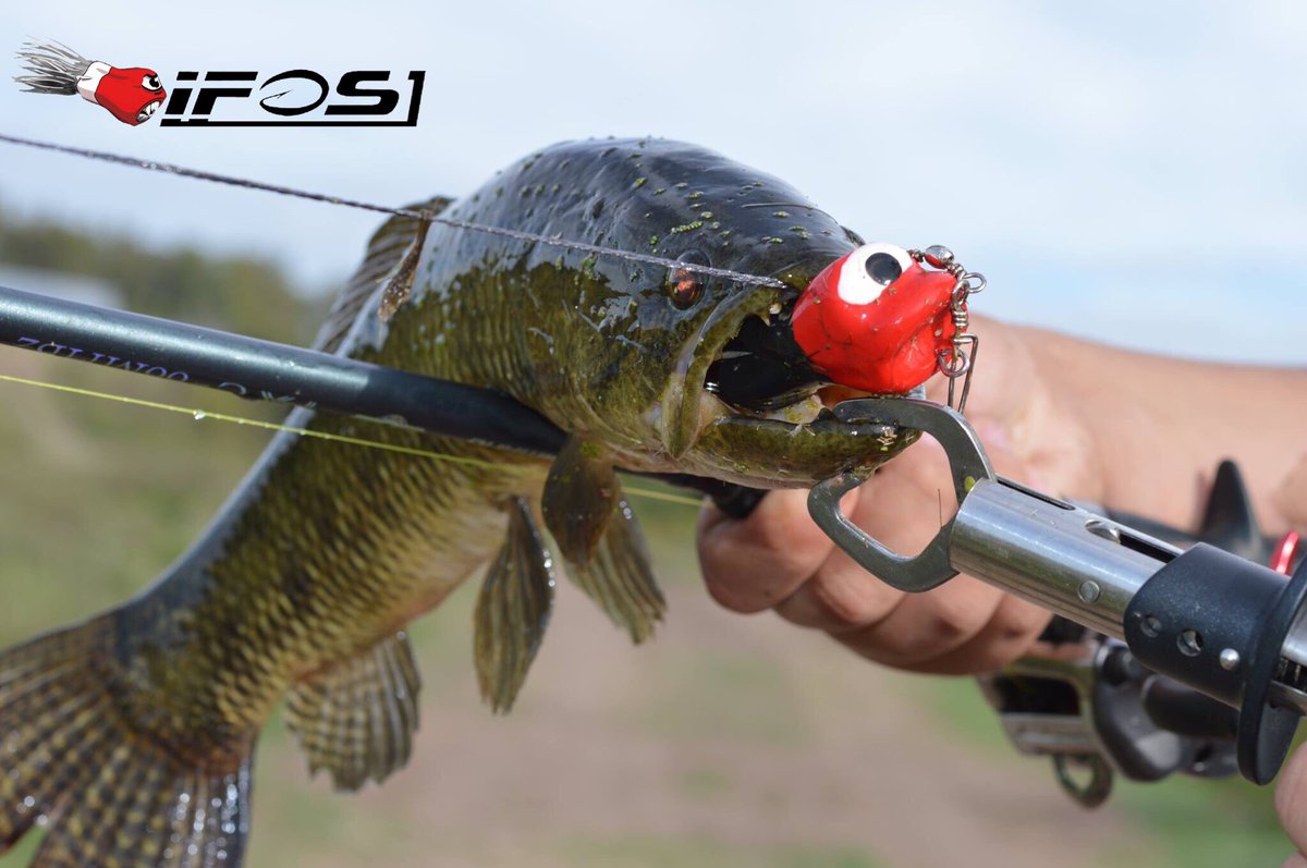 Señuelos iFOS , pesca de tarariras en uruguay ...