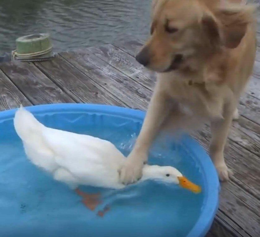 DolanDark's tweet image. If YouTube was a dog
