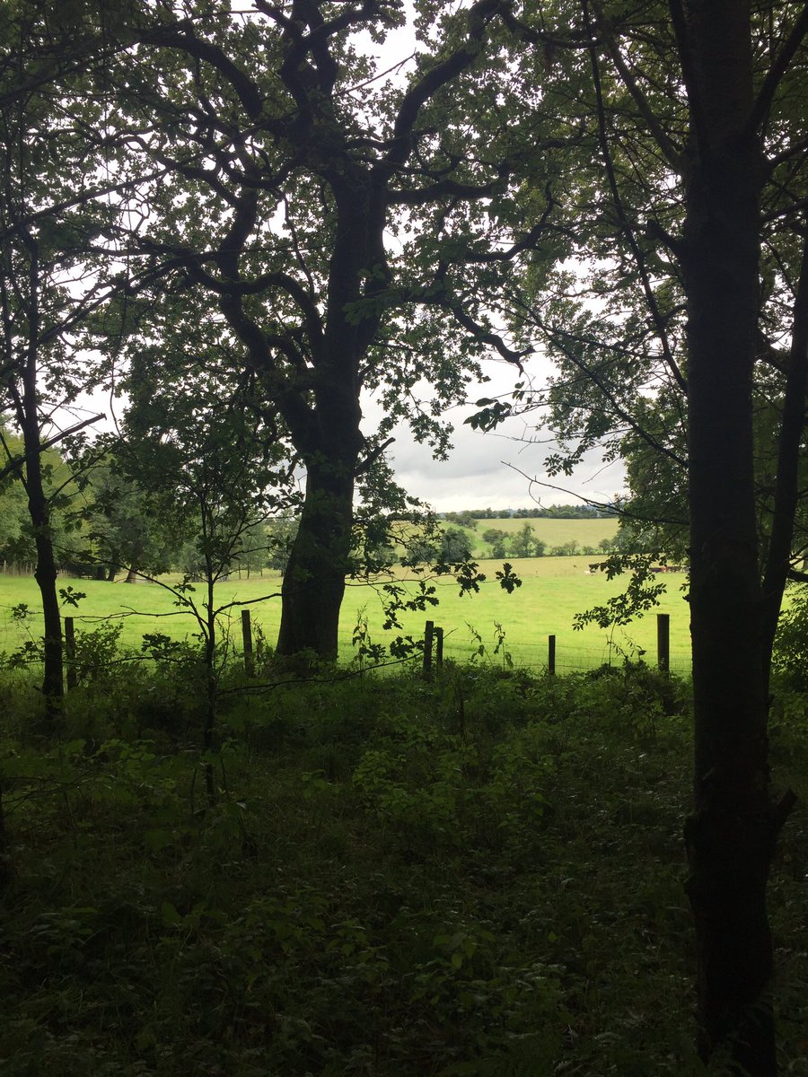 CS_Farm's tweet image. Big oaks from little acorns grow..the spindly little self setter in the foreground has a long way to go! #woodland #offgrid #woodlandwedding