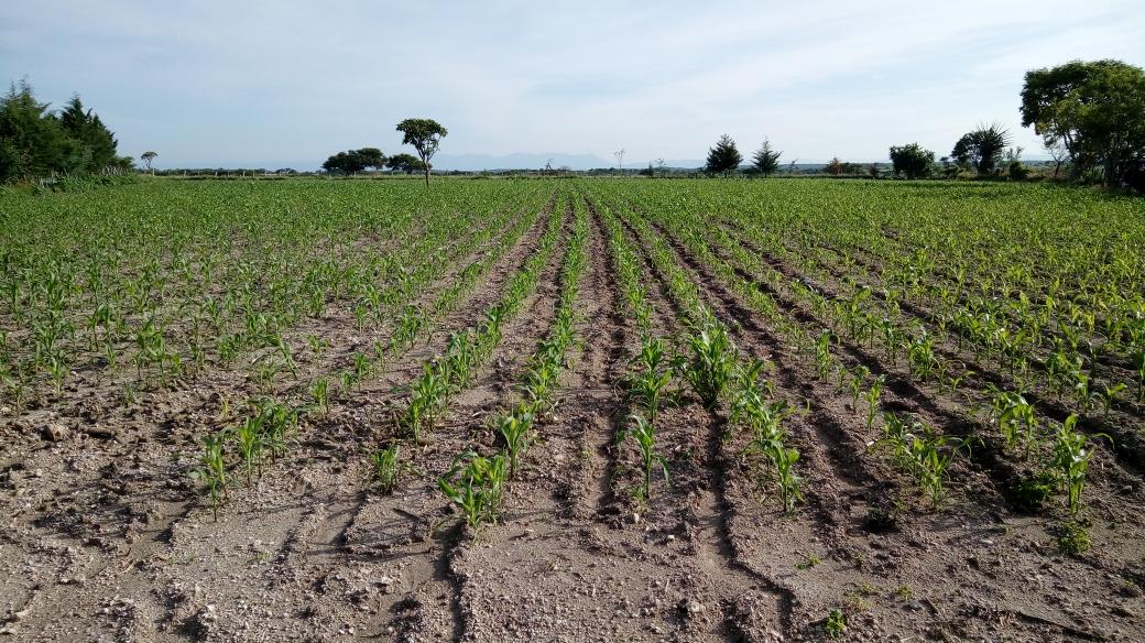 IsaacGDC's tweet photo. Manejo integrado de #MalezasAC
Parcela: Módulo #MasAgro2017
Productor: Sr. Ángel Matamoros
@ACCIMMYT
@CIMMYT
@Ahuatempan_Pue https://t.co/5RT27FZIRl