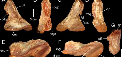 ScienceVideos's tweet image. A Second Spinosaurine Taxon in the Cenomanian of North Africa: sciencevideos.org/christophe-hen… #FossilFriday