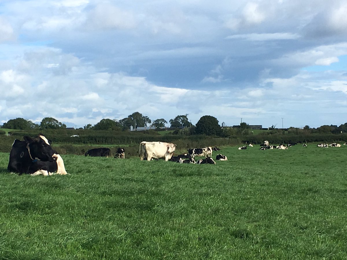 johnhenningmoo's tweet photo. Judging Ulster Grassland Society #GFY17 Day 1 complete with some great farms in Co Down
More next week but here's a flavour of grass today https://t.co/kmubdW8Yvf