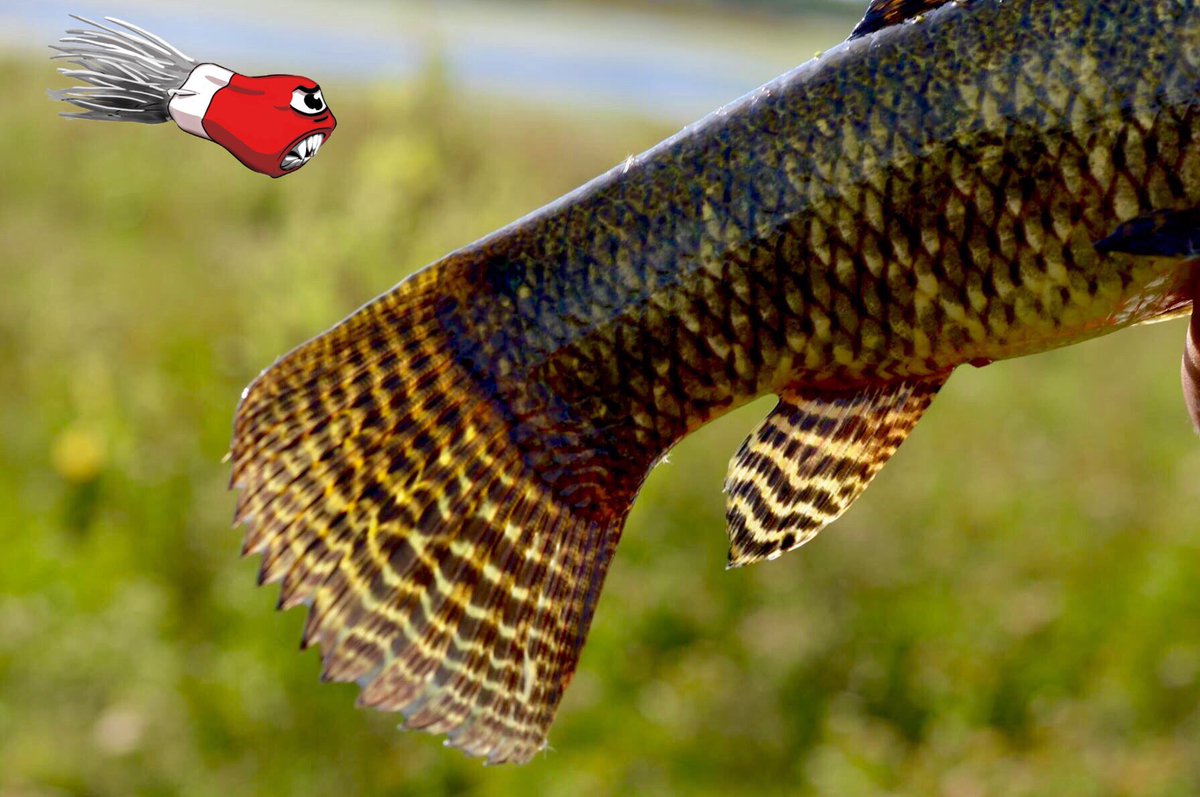 iFOS Lures (@ifoslures) on Twitter photo 