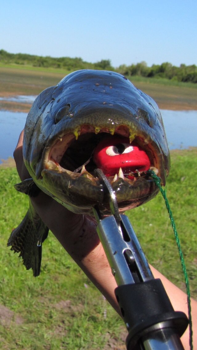 Nuevo Twitter para <a href="/IfosLures/">iFOS Lures</a>  !! Si te gusta la pesca de tarariras hoplias , tenes que seguirnos !