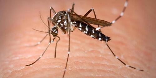 First human case of West Nile virus this summer confirmed in the Kawarthas - kawarthanow.com/2017/08/18/fir… https://t.co/cRKwoE13Wn