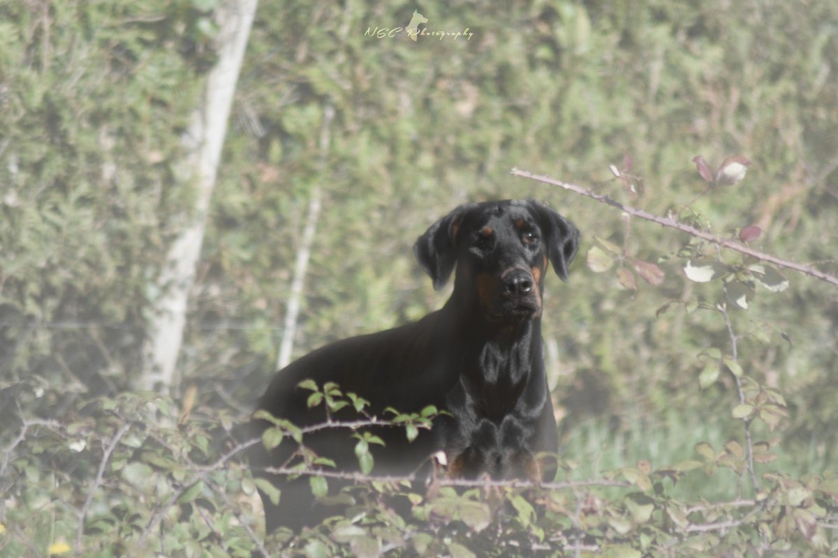CaroleCellier's tweet photo. Welcome WeekEnd☯️HI fur&amp;humans friends🐾🤘💞
#dobermans #dogcelebration #dogsoftwitter #doglovers #doberworld #500pxrtg #dobermanns #doglovers https://t.co/CyQC34EQPt