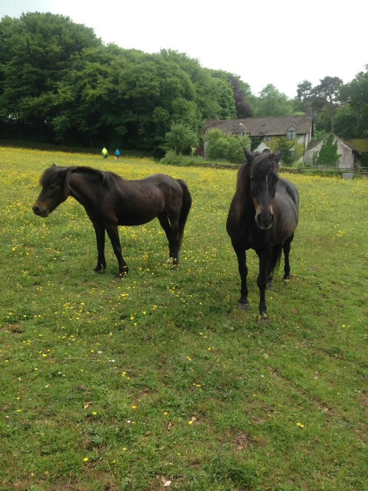 Some of the ponies available for rehoming at buff.ly/2wVkAHD #rehoming #ineedahome #ponies #devon #cornwall #savealife #loveapony
