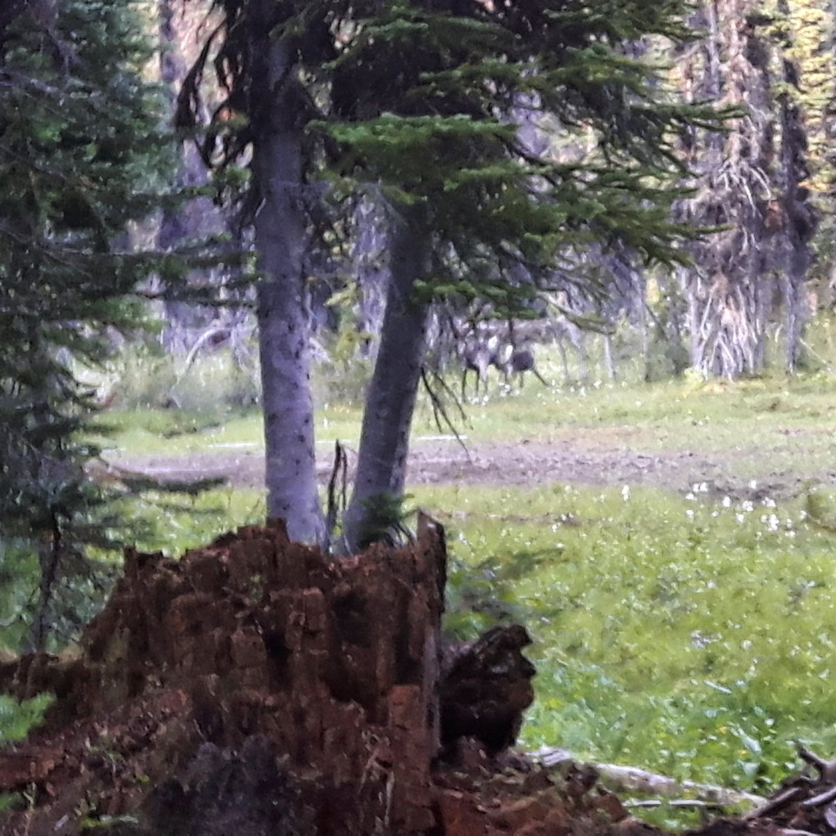 BCBackcountryHA's tweet photo. Board member @CanadaHuntress and her husband ran into a bull & his cows of the extremely endangered Caribou in the E.Kootenays
#BCBHA https://t.co/gGlxAeSGoW