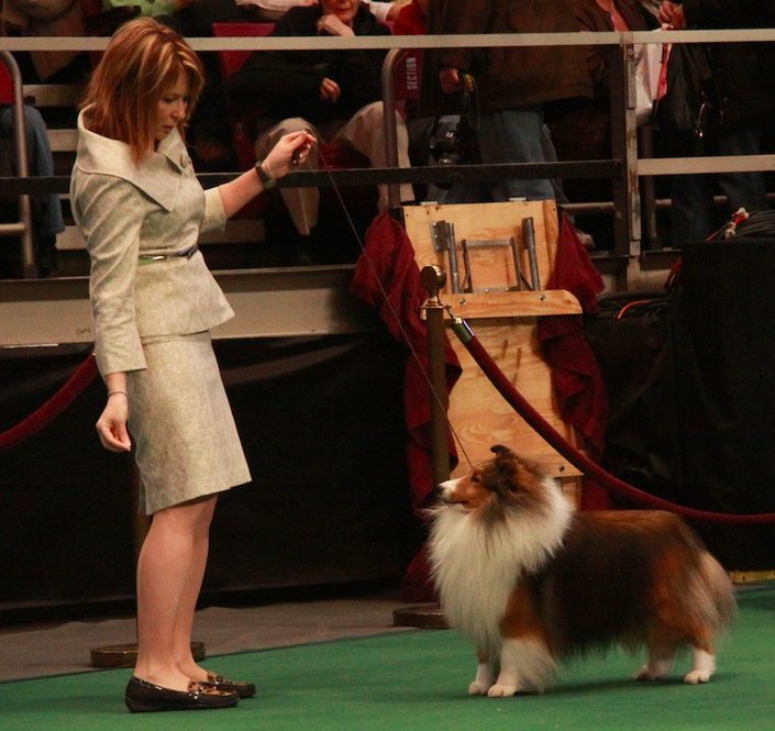 BestInShowDaily's tweet photo. Hey all new video from Leading Edge Dog Show Academy, and as always special code in the article! https://t.co/RyBaE8eTjM