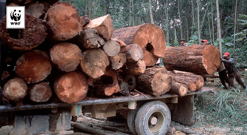 WWF's tweet photo. Deforestation hurts our climate &amp; wildlife, such as Orang-utans. More on why forests are so vital https://t.co/hKu3wtYOJU #WorldOrangutanDay https://t.co/t7RBafKqJZ