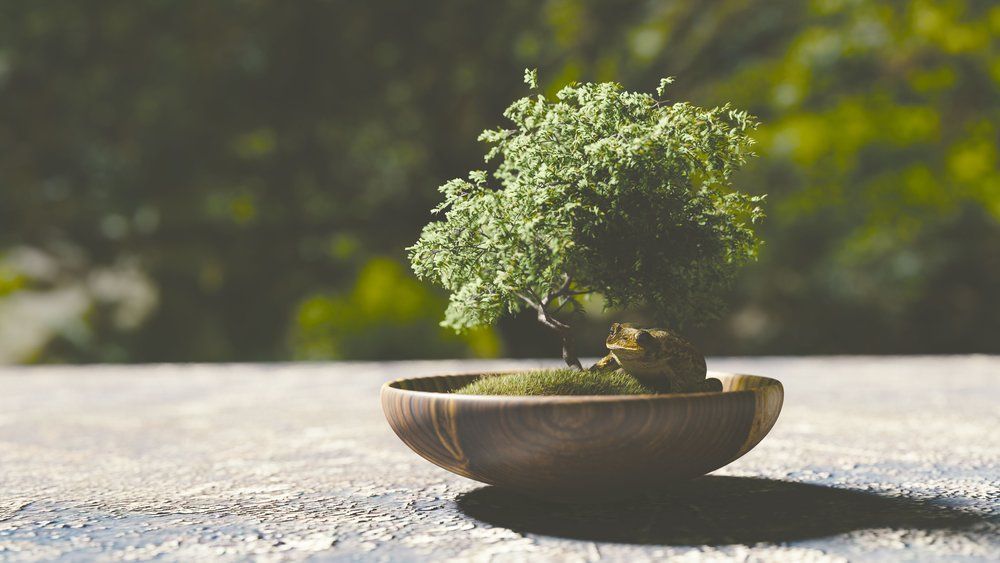 duchesnecomm's tweet photo. "A Middle Age #bonsai is a result of the strategic planning of the artist years before." #commcorner https://t.co/jNU1TrC0xY https://t.co/TgpMU4Zr9B
