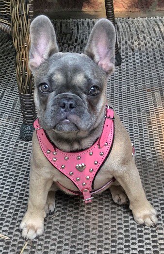 Walladoodle's tweet photo. Tallulah is epic adorbs in her new harness! Come out to the Glenwood Ave Art Fest and get some Beastie Bling! Booth 183 https://t.co/QnkagrBzh2